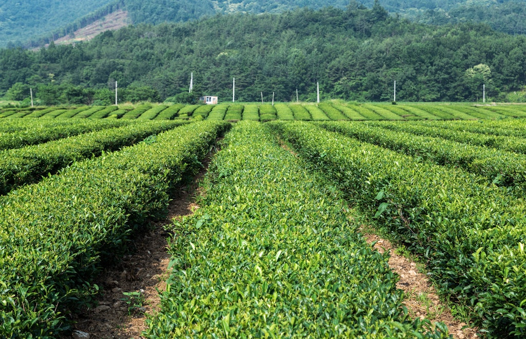 South Korea's green tea